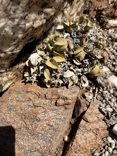 Adromischus diabolicus 3