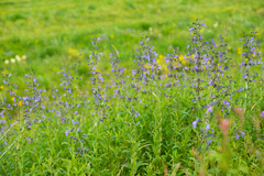 Nepeta sibirica