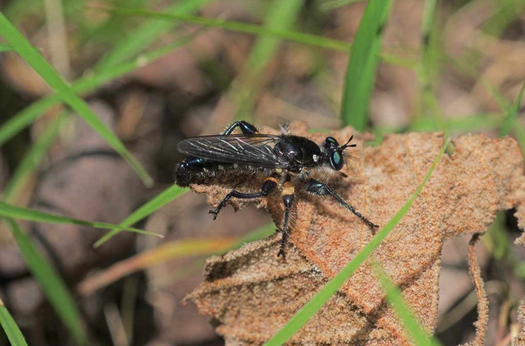 Laphria comata