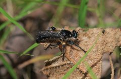 Laphria comata