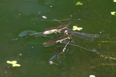 Limnoporus notabilis