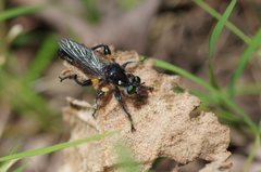 Laphria comata