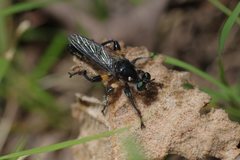 Laphria comata