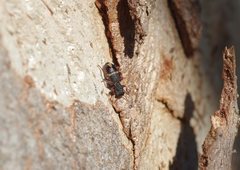 Lemidia accincta