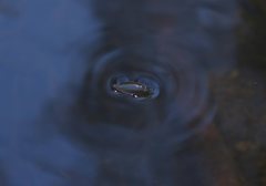 Macrogyrus rivularis