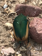 Cotinis mutabilis
