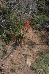 Aloe pluridens