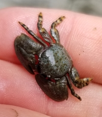 Petrolisthes cinctipes