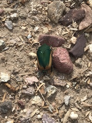Cotinis mutabilis