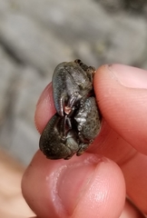 Petrolisthes cinctipes