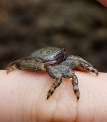 Petrolisthes cinctipes