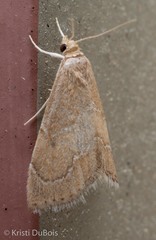 Stegea salutalis