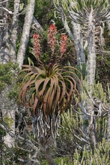Aloe pluridens