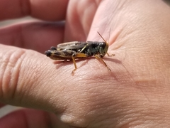 Melanoplus fasciatus