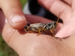 Melanoplus fasciatus