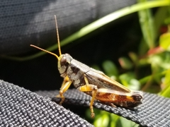 Melanoplus fasciatus