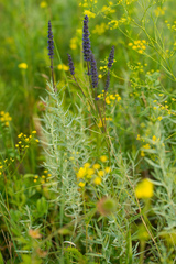 Nepeta multifida