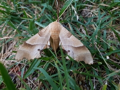 Marumba quercus