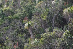 Aloe pluridens