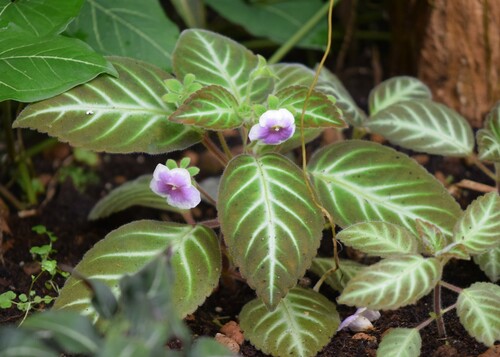 Tree Gloxinia