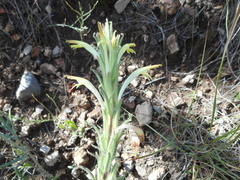 Castilleja mexicana