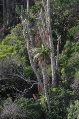 Aloe pluridens