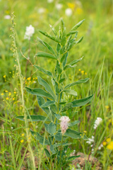 Thermopsis lanceolata
