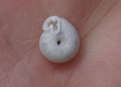 Daedalochila mooreana