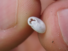 Daedalochila mooreana