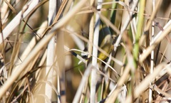Geothlypis trichas sinuosa