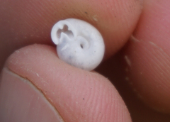 Daedalochila mooreana