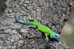 Sceloporus formosus