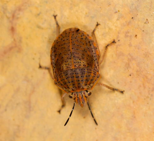 Polytes lineolatus