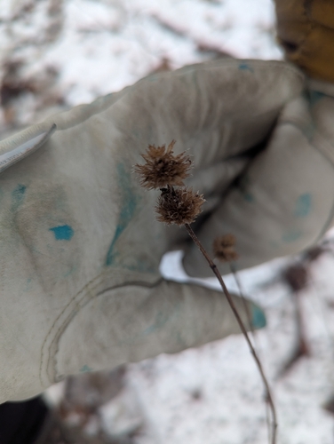 Image of Blephilia hirsuta by (c) Skyler Principe, some rights reserved (CC BY)