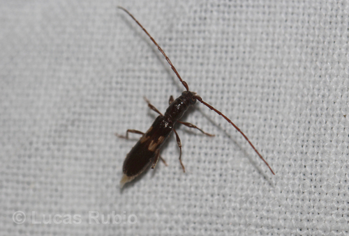 Heterachthes tenellus