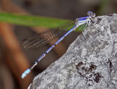Argia hinei