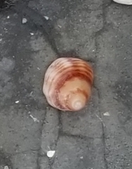 Nassarius fossatus