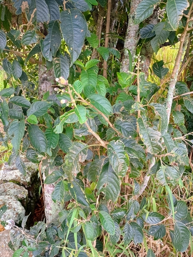 Foto de Juteira