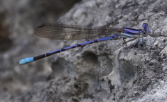 Argia hinei