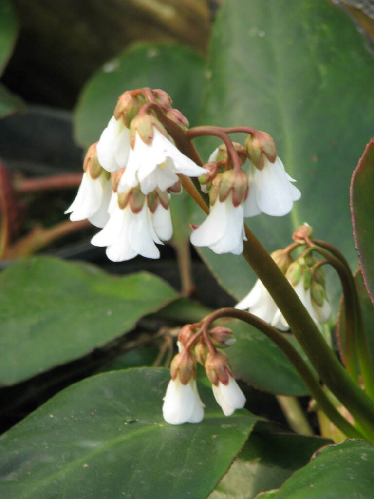 Bergenia emeiensis