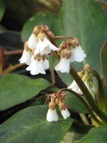 Bergenia emeiensis
