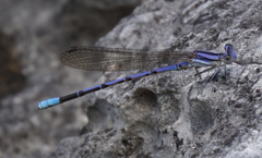 Argia hinei