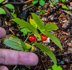 Streptopus streptopoides