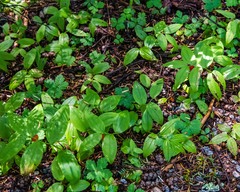 Streptopus streptopoides