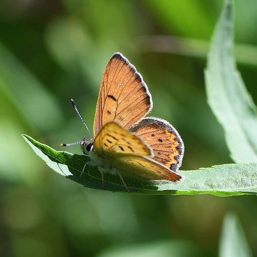 Lilac-bordered Copper photo 3