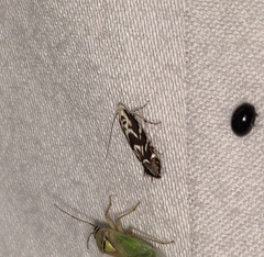 Aristotelia hexacopa