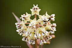 Asclepias glaucescens