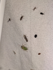 Aristotelia hexacopa