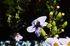 Thunbergia grandiflora