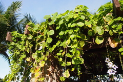 Thunbergia grandiflora